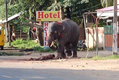 elephant-kills-guy-elephant1.jpg