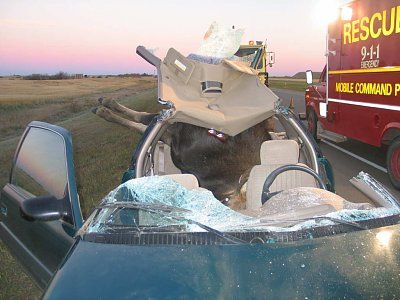 moose-car-accident-photos-moose4.jpg