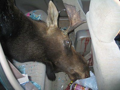 moose-car-accident-photos-moose3.jpg