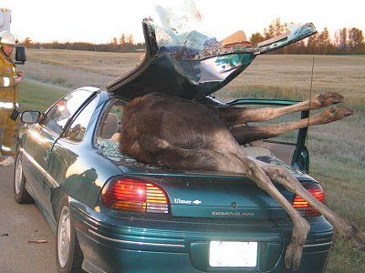 moose-car-accident-photos-moose2.jpg