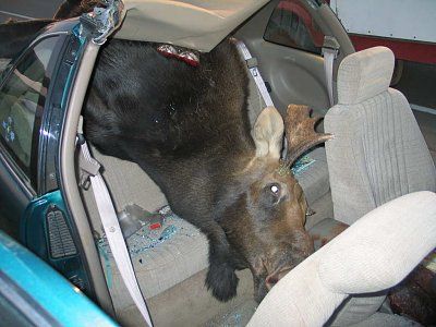 moose-car-accident-photos-moose1.jpg