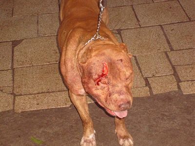 thief-vs-pitbull-rapel_pitbu_023.jpg