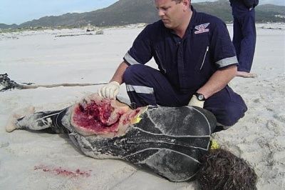 victim-shark-attack-shark1.jpg