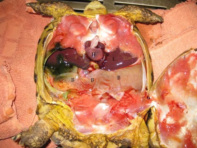407079d1352582992-tortoise-autopsy-turt2.jpg