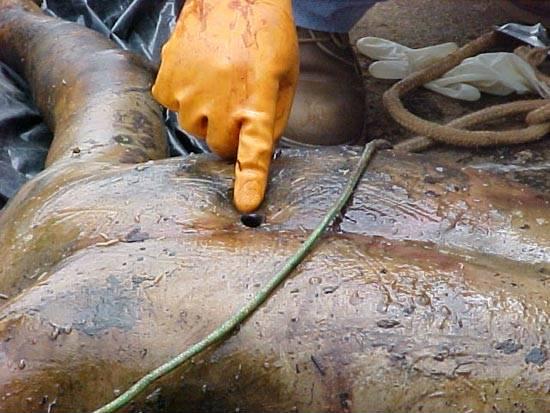 43969d1239415140-two-bodies-inside-bags-wash-ashore-0-3-.jpg