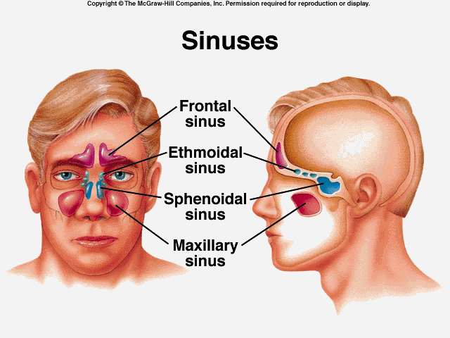 Feline Nasal Polyps treatment