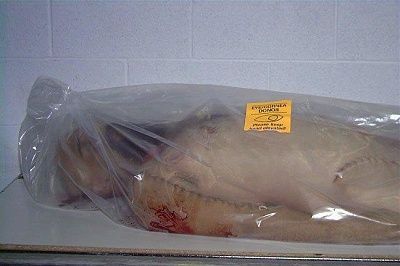 autopsy-organ-donor-21227d1170961545-autopsy-organ-donor-1.jpg