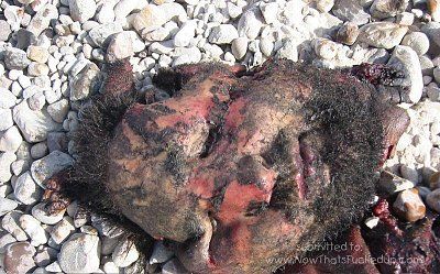 mans-face-blown-off-orig_12_june_04__3__193_101.jpg