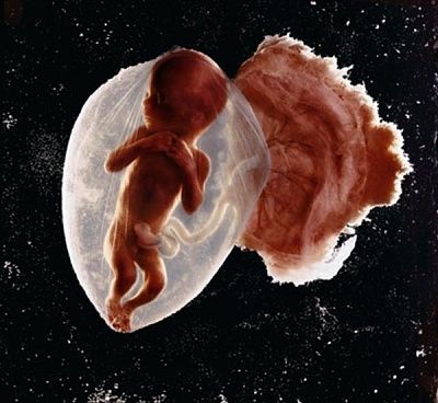how-life-begins-photograph-08.jpg