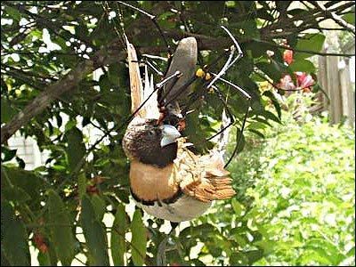 25555d1225041252-giant-spider-snapped-eating-bird-backyard-golden-orb-weaver1.jpg