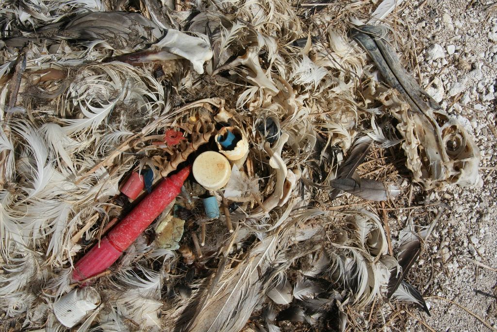 Albatross+plastic