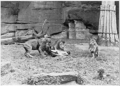 lions.jpg