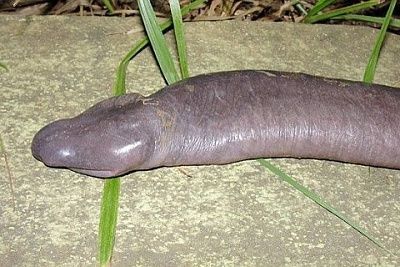 penissnake.jpg