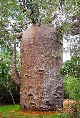 baobab-adasonia-za-very-thick-trunk.jpg