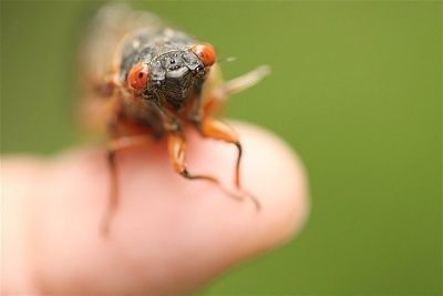cicada.jpg