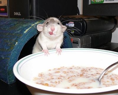 yummy-rat-likes-cereal-milk-bowl.jpg