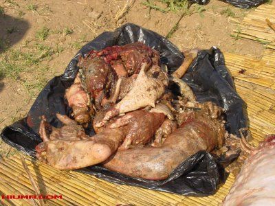 Inside the Crocodile ( Not for Weak Hearted People )2.jpg