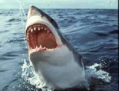 shark.jpg