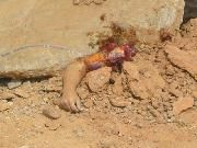 10386-young-boy-crushed-to-death-by-falling-stone3.jpg