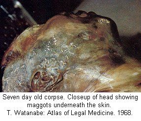 festered_morgue095.jpg