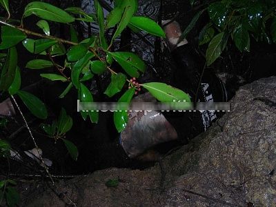 decomposing-girl-found-forest-01.jpg