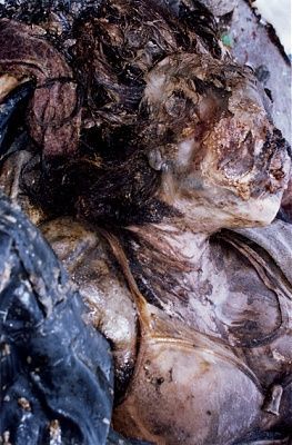 rottencorpses-1.jpg