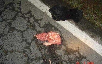 roadkill-5.jpg
