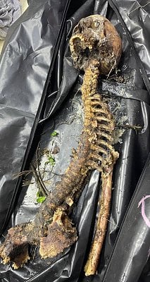 skeletalremains.jpg