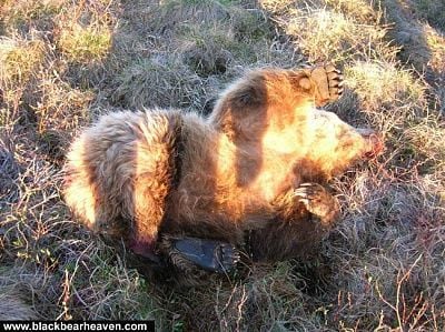 bear-attack1.jpg