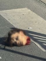 462132130_523687720305639_2126030561682242711_n.jpg