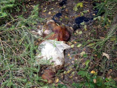 corpses_38_02.jpg