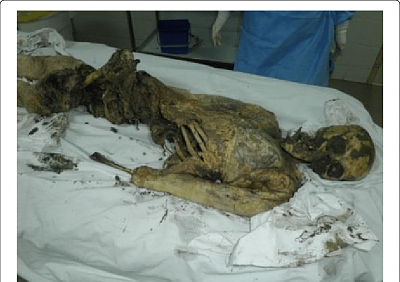 post-mortem-gnawing-carnivores-detachment-large-portions-body.png