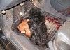 tn_rn_beheading54.jpg