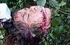 tn_rn_beheading55.jpg