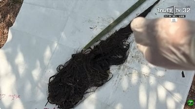 woman-20body-20in-20coconut-20plantation-208.jpg