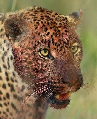 cheet.jpg