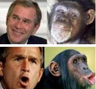 bush-monkey-cesca.jpg