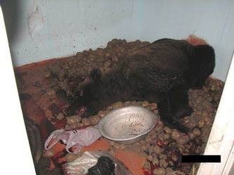 bear.jpg