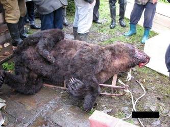 bear2.jpg
