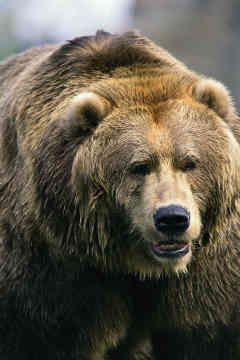 grizzly-bear-0002.jpg
