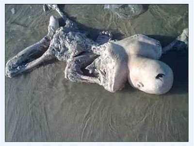 14763-good-god-body-washed-up-beach-shore-eaten-fishbig0.jpg