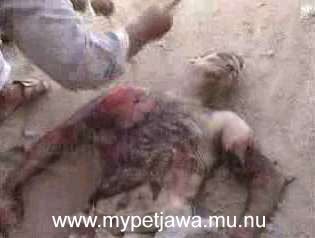 dead_marine_ansar_sunna_boskovich.jpg