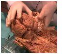 uwms_brain_dissection.jpg
