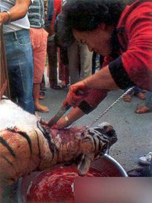 peta2.jpg