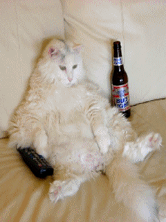 drunk-cat.gif