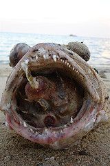 puffer fish.jpg