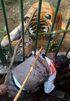 man-mauled-tiger-1.jpg