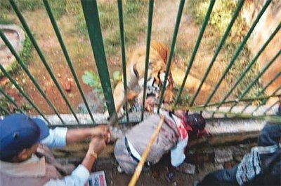 man-mauled-tiger-2.jpg