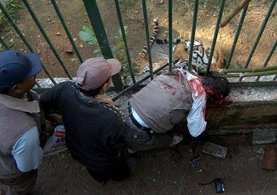 man-mauled-tiger-3.jpg