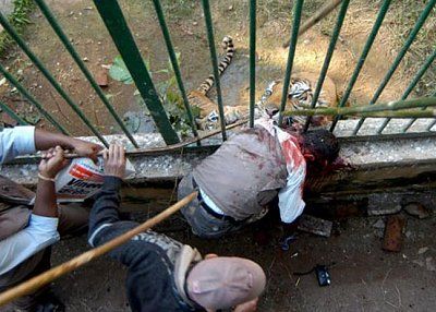 man-mauled-tiger-4.jpg